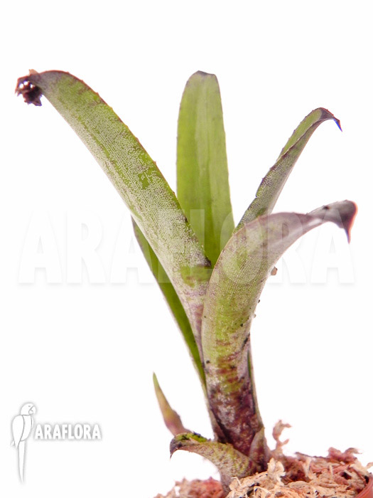 Neoregelia dungsiana &lsquo;Starter&rsquo;