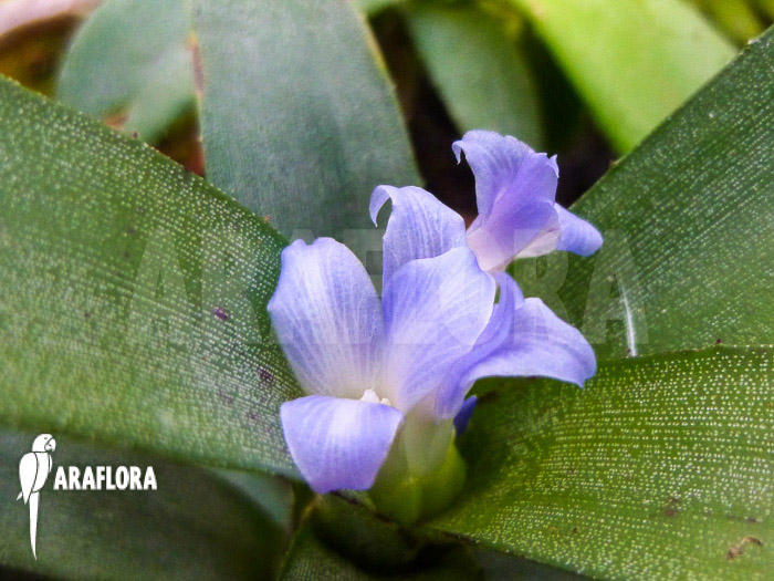 Neoregelia lilliputiana flower