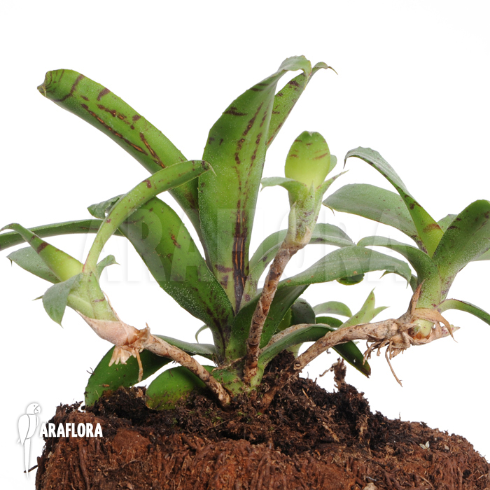 Neoregelia lilliputiana &lsquo;L&rsquo;