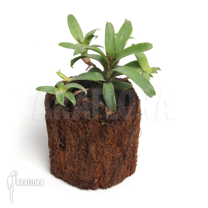 Neoregelia lilliputiana &lsquo;L&rsquo;