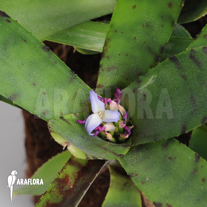 Neoregelia lilliputiana &lsquo;L&rsquo;