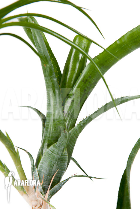 Neoregelia pauciflora &lsquo;Starter&rsquo;