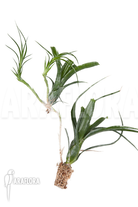 Neoregelia pauciflora &lsquo;Starter&rsquo;