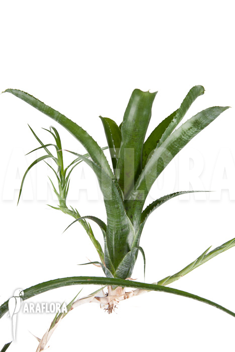 Neoregelia pauciflora &lsquo;Starter&rsquo;