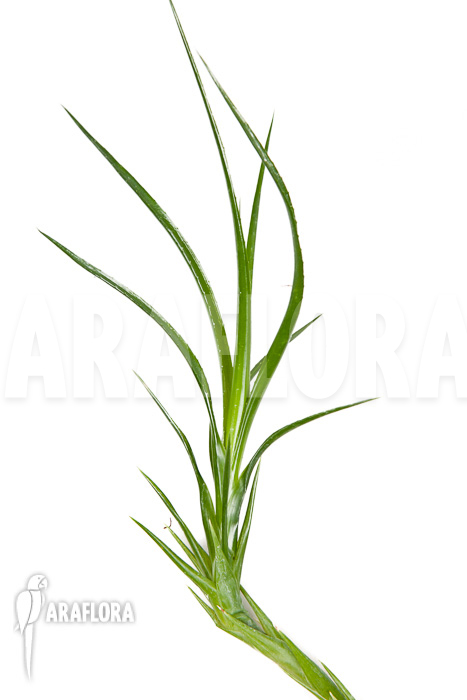 Neoregelia pauciflora &lsquo;Starter&rsquo;