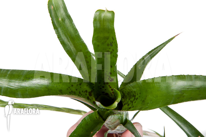 Neoregelia pauciflora &lsquo;Starter&rsquo;