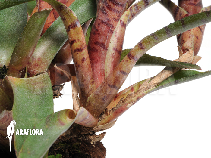 Neoregelia rubrifolia