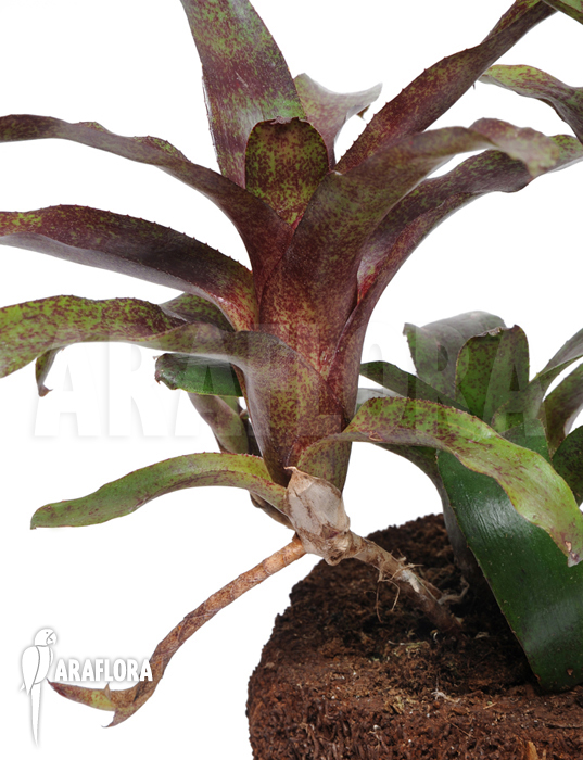 Neoregelia x &lsquo;Atlantis&rsquo;