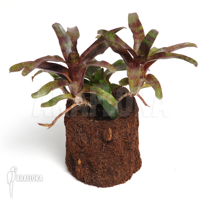 Neoregelia x &lsquo;Atlantis&rsquo;