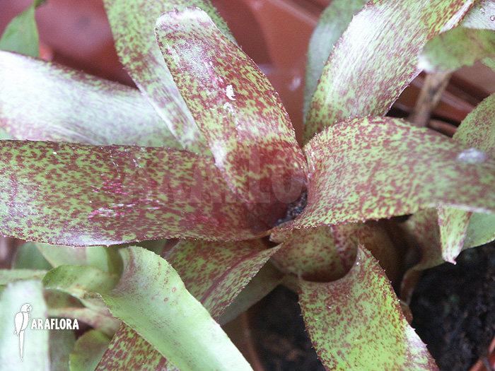 Neoregelia x &lsquo;Atlantis&rsquo;