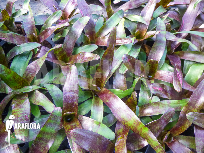 Neoregelia x &lsquo;Atlantis&rsquo;