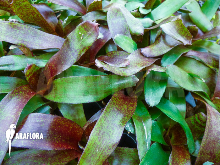 Neoregelia x &lsquo;Atlantis&rsquo;