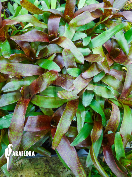 Neoregelia x &lsquo;Atlantis&rsquo;