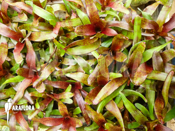 Neoregelia x &lsquo;Atlantis&rsquo; Starter close up tray