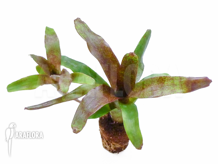 Neoregelia x &lsquo;Atlantis&rsquo; Starter