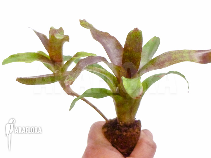 Neoregelia x &lsquo;Atlantis&rsquo; Starter