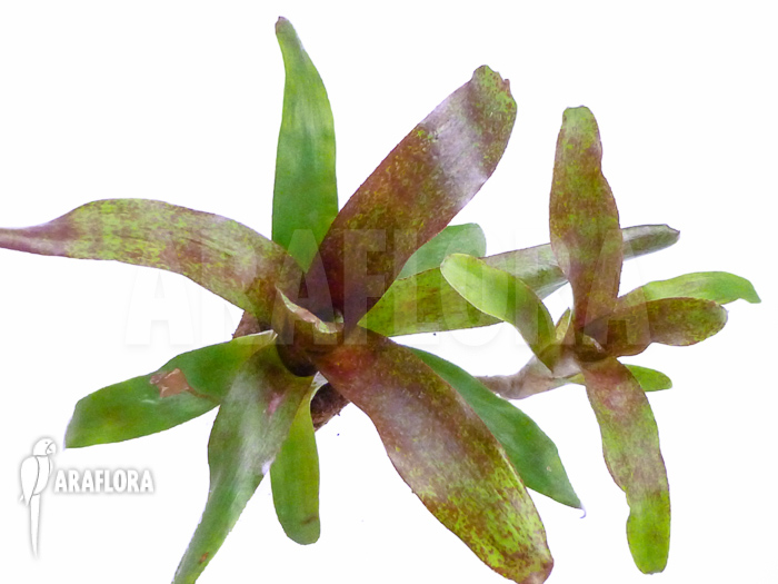 Neoregelia x &lsquo;Atlantis&rsquo; Starter