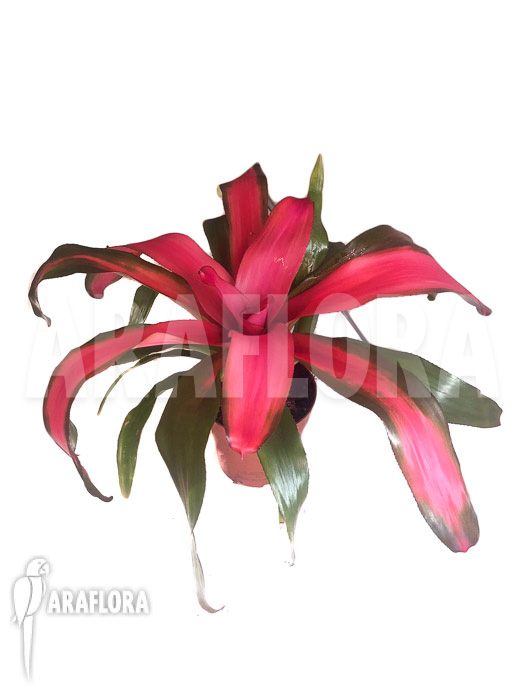 Neoregelia x &lsquo;New Pink&rsquo;