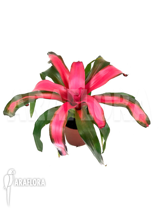 Neoregelia x &lsquo;New Pink&rsquo;