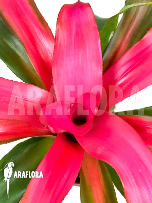 Neoregelia x &lsquo;New Pink&rsquo;