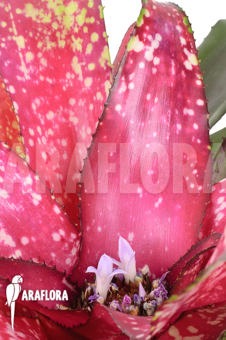 Neoregelia x &lsquo;Pink Dots&rsquo;