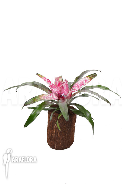 Neoregelia x &lsquo;Pink Dots&rsquo;