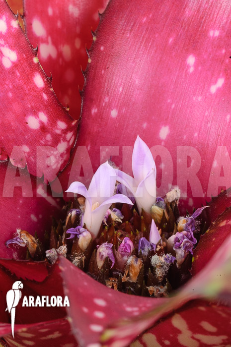 Neoregelia x &lsquo;Pink Dots&rsquo;