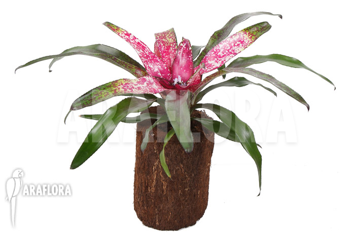 Neoregelia x &lsquo;Pink Dots&rsquo;