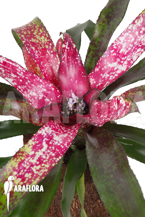 Neoregelia x &lsquo;Pink Dots&rsquo;