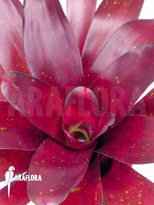 Neoregelia x Royal Burgundy