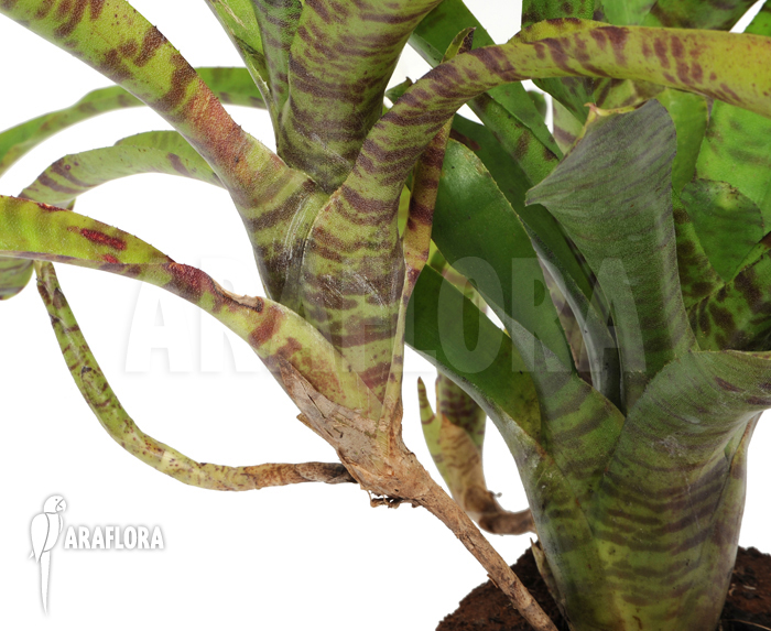 Neoregelia x &lsquo;Tiger Cub&rsquo;