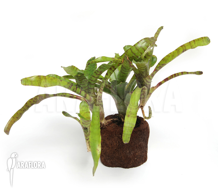 Neoregelia x &lsquo;Tiger Cub&rsquo;