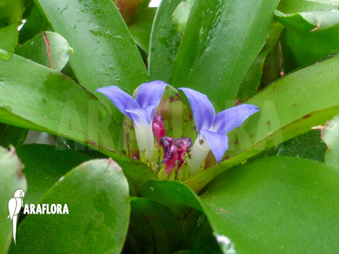 Neoregelia &lsquo;Chiquita Linda&rsquo;