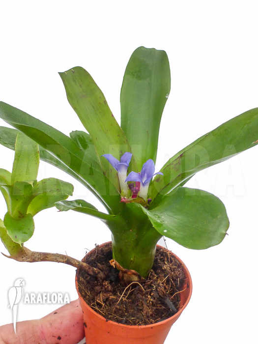 Neoregelia &lsquo;Chiquita Linda&rsquo;