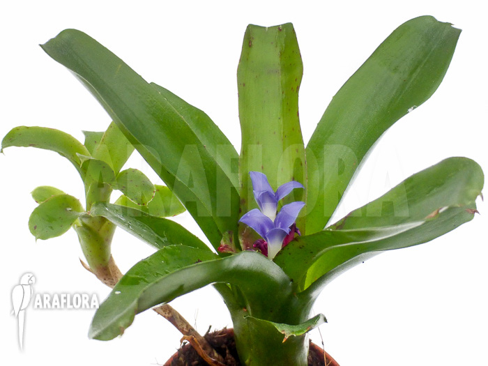 Neoregelia &lsquo;Chiquita Linda&rsquo;