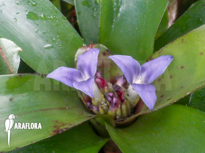 Neoregelia &lsquo;Chiquita Linda&rsquo;