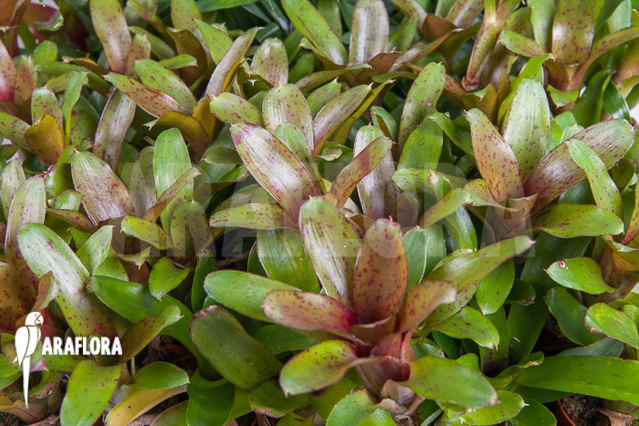 Neoregelia &lsquo;Chiquita Linda&rsquo;