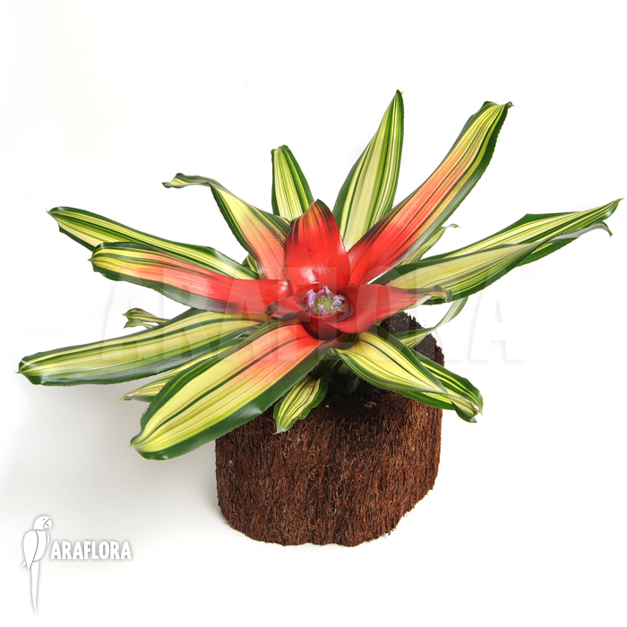 Neoregelia x &lsquo;Mme van Durme&rsquo;