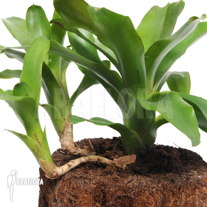 Neoregelia x &lsquo;Narciss&rsquo;