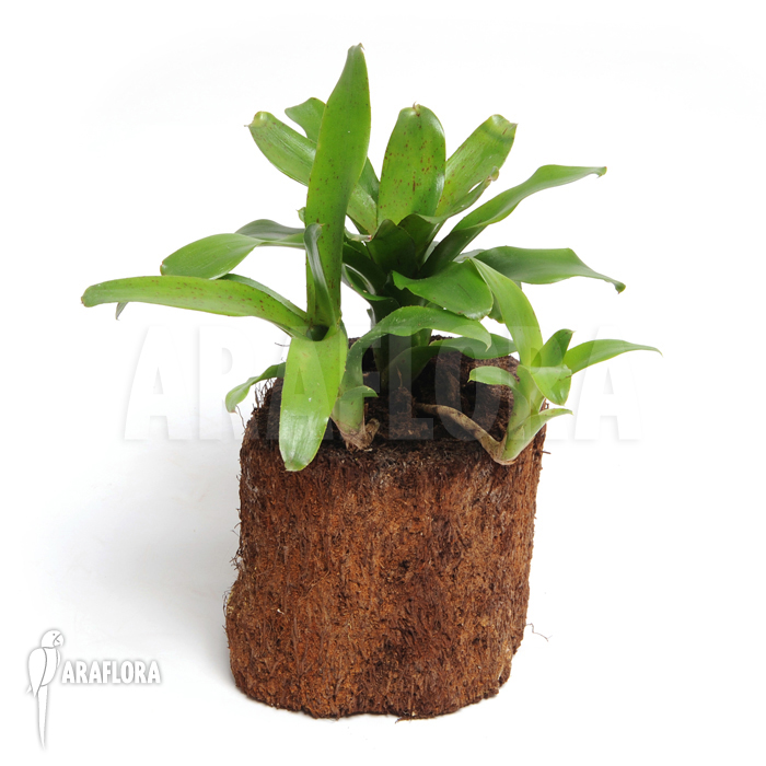 Neoregelia x &lsquo;Narciss&rsquo;