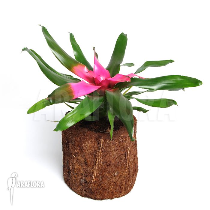 Neoregelia x &lsquo;Purple Star&rsquo;