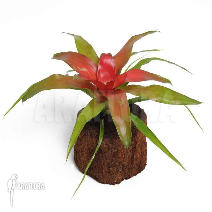 Neoregelia x &lsquo;Super Red&rsquo;