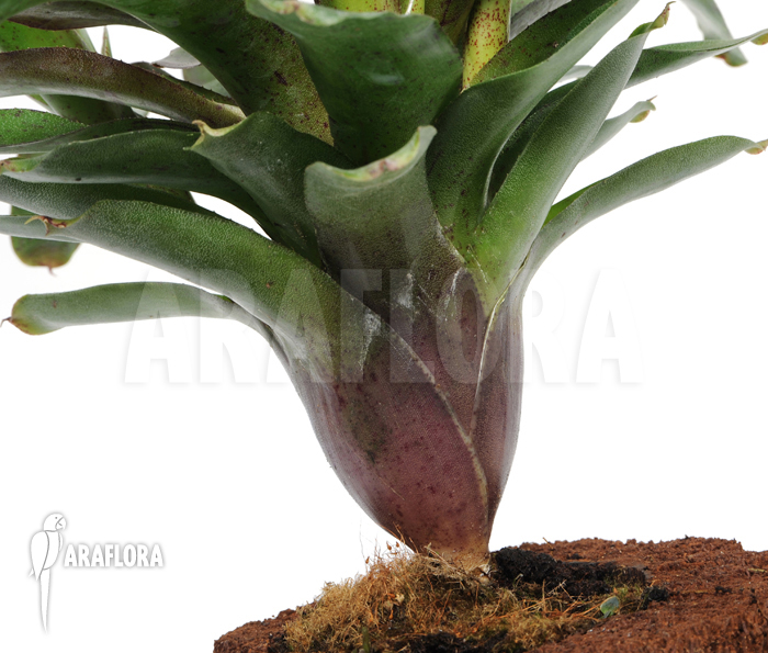 Neoregelia x &lsquo;Species Colombia&rsquo;