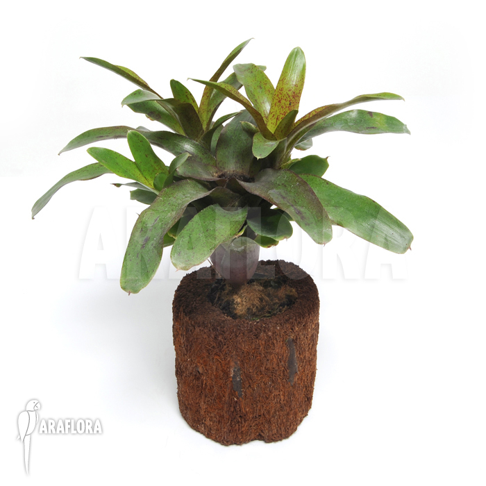 Neoregelia x &lsquo;Species Colombia&rsquo;