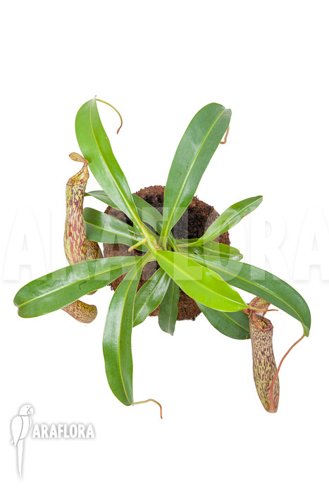 Nepenthes &lsquo;Art Vogel&rsquo;