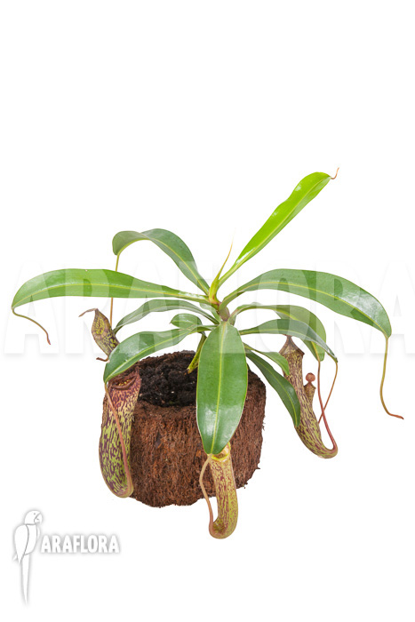 Nepenthes &lsquo;Art Vogel&rsquo;