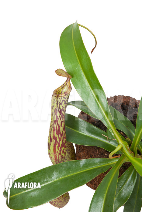 Nepenthes &lsquo;Art Vogel&rsquo;