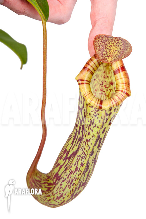 Nepenthes &lsquo;Art Vogel&rsquo;
