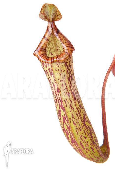 Nepenthes &lsquo;Art Vogel&rsquo;