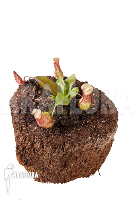 Nepenthes x &lsquo;Gaya&rsquo; &lsquo;S&rsquo;